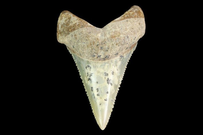 Serrated, Fossil Great White Shark (Carcharodon) Tooth #142300